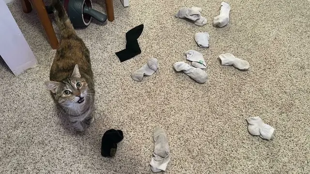 10 Potret Kucing Bawa Pulang Hadiah Untuk Majikan Ini Bikin Geleng Kepala