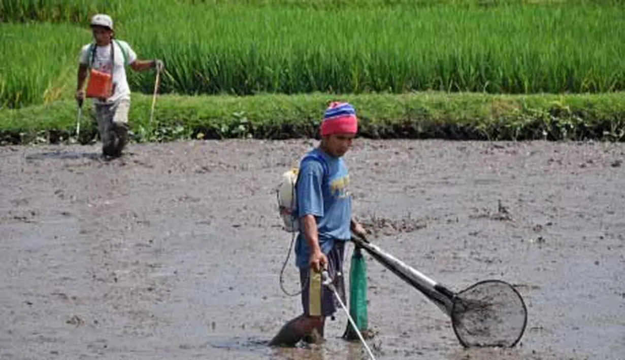 Warga mencari belut dengan alat setrum di persawahan Gerung, Lombok Barat, NTB, Selasa (13/9). Belut hasil tangkapan tersebut dijual seharga Rp. 35 ribu per kg. (Antara)