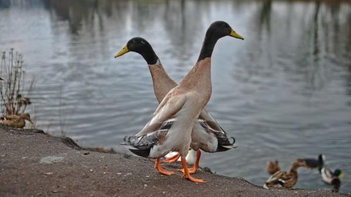9 Jenis Bebek Petelur yang Tahan Penyakit, Perawatan Mudah dan Minim Risiko