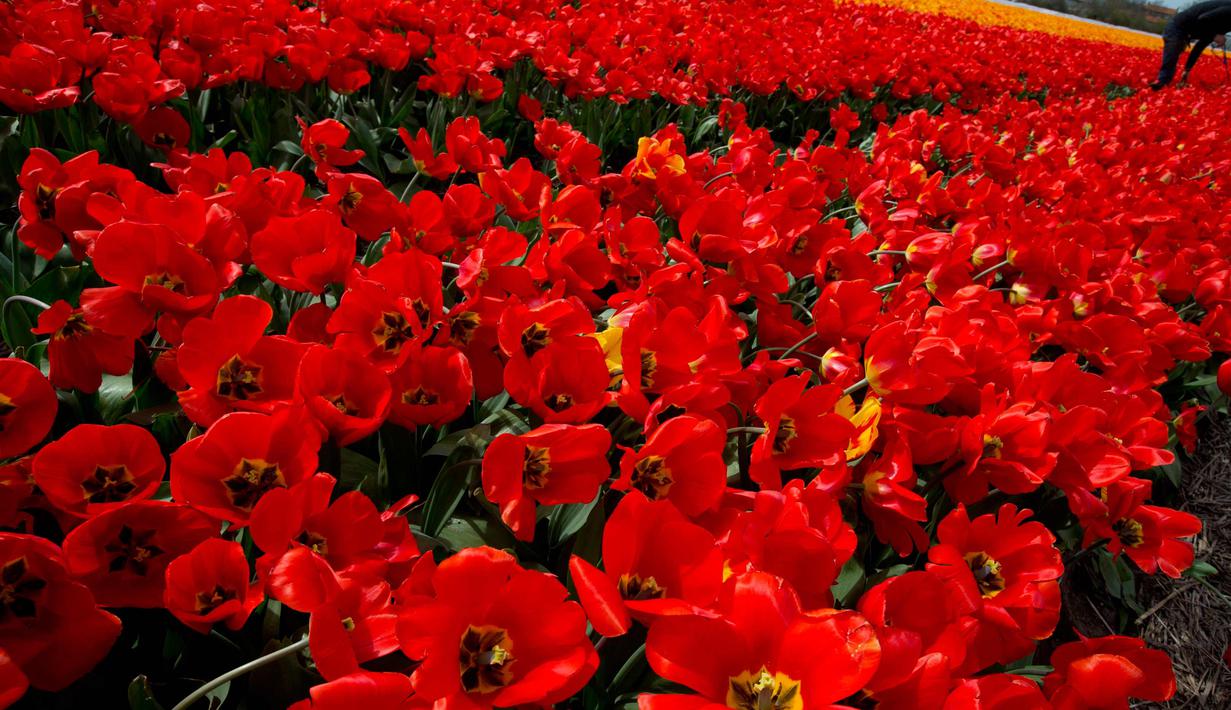 Foto Merah Merona Ladang Bunga Tulip Di Belanda Global Liputan6 Com