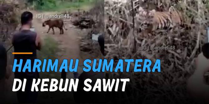VIDEO: Terekam Kamera Warga, Harimau Sumatera Berjalan di Kebun Sawit Dekat Pemukiman Warga