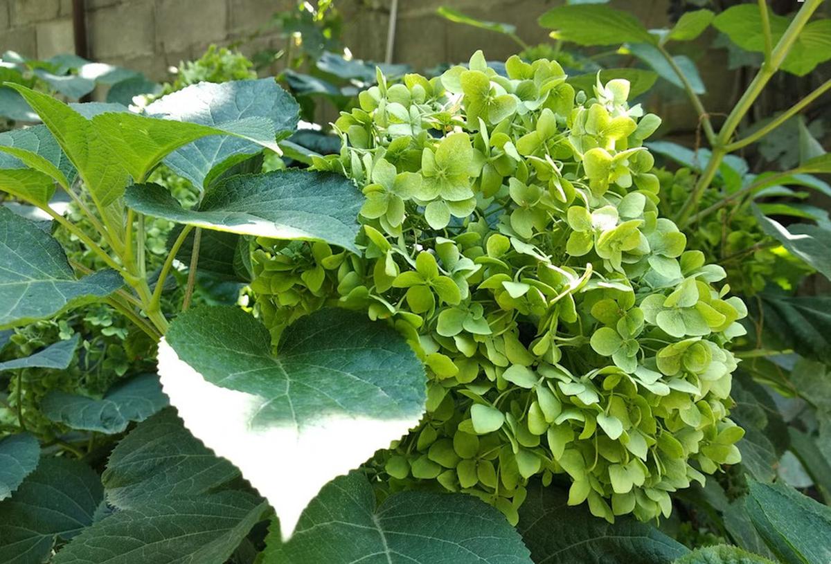 Green Hydrangea