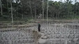 Seorang warga memeriksa lahan pertanian yang terdampak letusan Gunung Semeru di Lumajang, Provinsi Jawa Timur (3/12/2020). Menurut Kepala PVMBG Badan Geologi Kementerian ESDM Kasbani juga meminta masyarakat mewaspadai gugurnya kubah lava di Kawah Jonggring Seloko. (AFP/Juni Kriswanto)