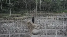 Seorang warga memeriksa lahan pertanian yang terdampak letusan Gunung Semeru di Lumajang, Provinsi Jawa Timur (3/12/2020). Menurut Kepala PVMBG Badan Geologi Kementerian ESDM Kasbani juga meminta masyarakat mewaspadai gugurnya kubah lava di Kawah Jonggring Seloko. (AFP/Juni Kriswanto)