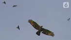 Sejumlah burung terbang bermigrasi setiap bulan Mei dan Oktober yang melintasi kawasan Puncak Bogor Jawa Barat, Sabtu (30/10/2021). Selama bermigrasi, burung membutuhkan tempat singgah untuk beristirahat dan mencari makan. (Liputan6.com/Fery Pradolo)