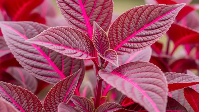 Iresine Herbstii (Bloodleaf Plant / Daun Darah)