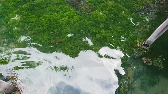 Ubur-Ubur di Kakaban