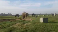 Gajah di pusat konservasi gajah di TN Way Kambas, Lampung (Liputan6.com / Harun Mahbub)