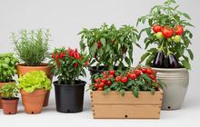 Pot Tanah Liat vs Pot Plastik: Mana yang Lebih Cocok untuk Tanaman Sayur di Rumah?