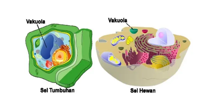 ilustrasi sel tumbuhan vakuola (sumber: cdn-gbelajar.simpkb.id)
