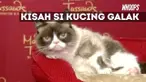Saat ditanya bagaimana perasaan si kucing galak, sang pemilik mengatakan kucingnya sangat senang.