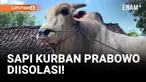 Jelang Idul Adha, Sapi Kurban Prabowo Diisolasi!