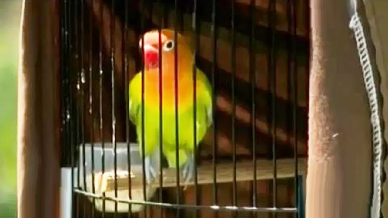 Segmen 5: Burung Berkicau Kian Digemari Kaum Hawa