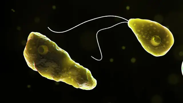 Naegleria fowleri (Pusat Pengendalian dan Pencegahan Penyakit Amerika Serikat/CDC)