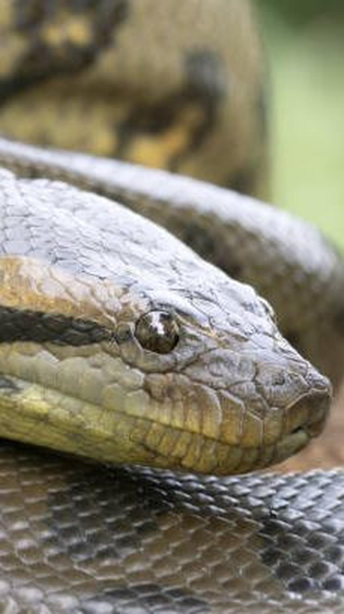 Green Anaconda<br>