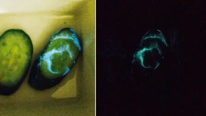 Foto: copyright rocketnews24.com