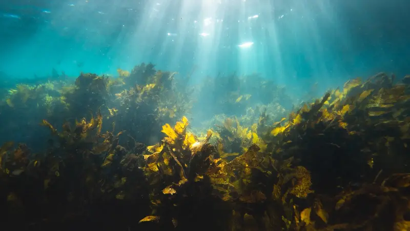Fungsi Rumput Laut dalam Perang Melawan Perubahan Iklim
