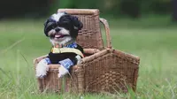 6 Tips Membawa Anjing Traveling dari Pawrents Shih Tzu, Jaga Anabul Tetap Bahagia