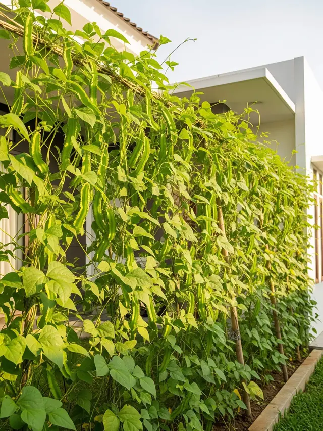 Ide Kebun Kecipir untuk Lahan Menganggur