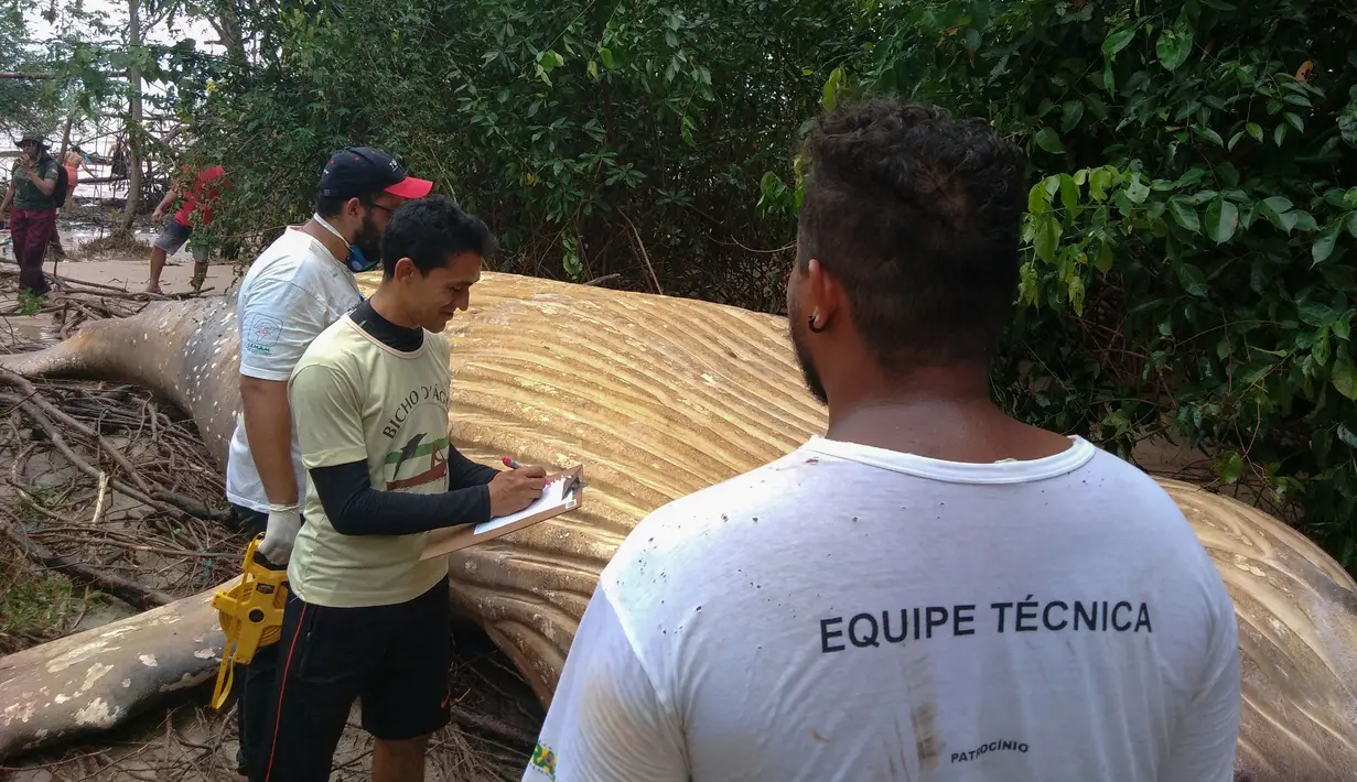 Bangkai paus bungkuk di tengah-tengah vegetasi Pantai Araruna di Pulau Marajo, wilayah hutan hujan Amazon, Brasil pada 22 Januari 2019. Paus itu diyakini mati di laut dan kemungkinan besar tersapu gelombang pasang. (HO/Acervo Instituto Bicho D'Agua/AFP)