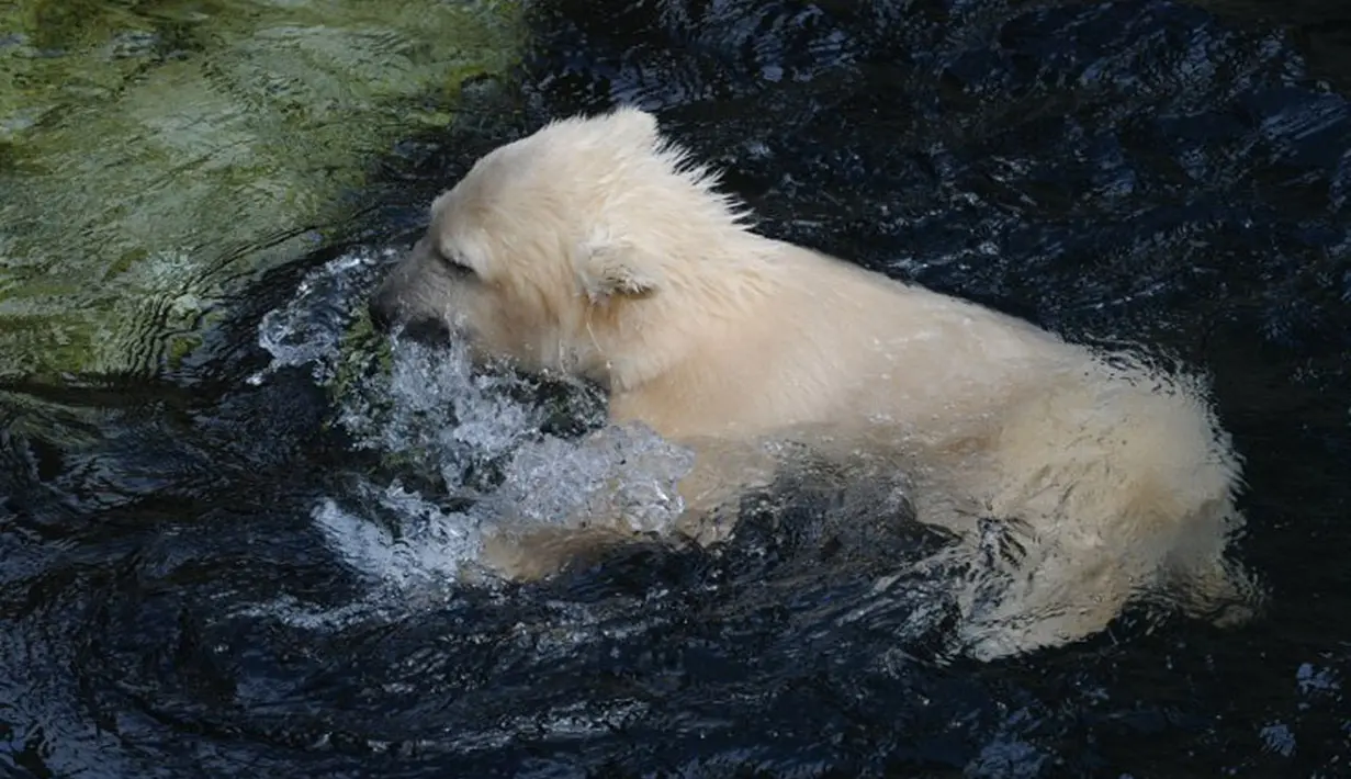 Beruang kutub bernama Lale asyik berenang sendiri di kandang outdoor di kebun binatang Bremerhaven, Jerman Utara, Rabu (13/05/2014). Lale lahir pada tanggal 16 Desember 2013 (AFP PHOTO/CARMEN JASPERSEN).