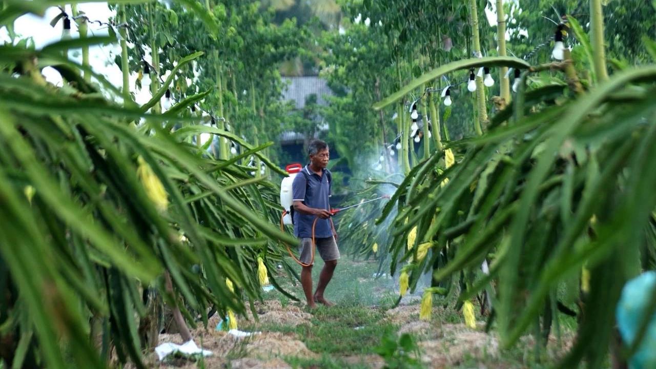 Kisah Petani Buah Naga Naik Kelas Berkat Program Klasterku Hidupku BRI, Kembangkan Inovasi & Produksi
