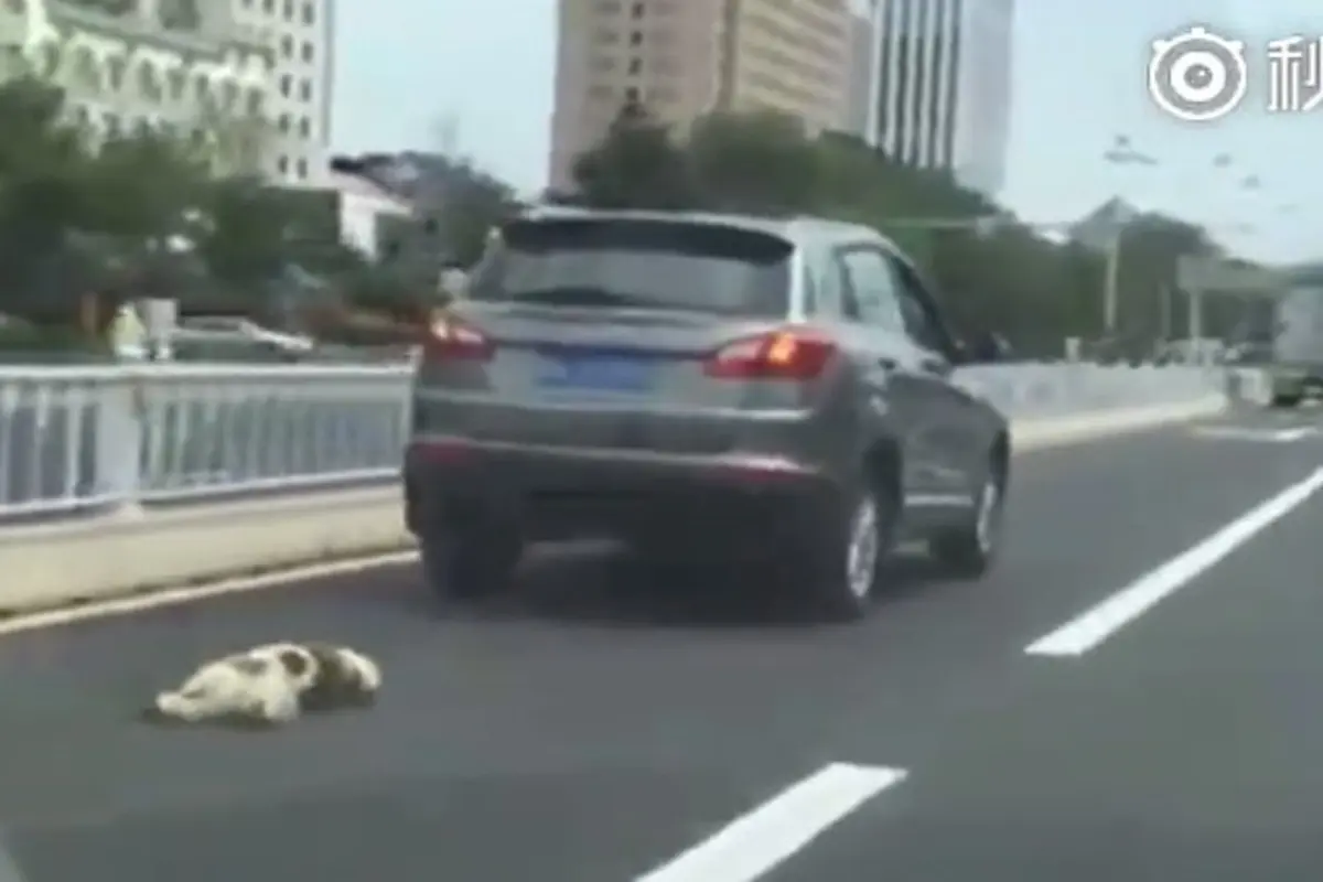 Sadis, Pengendara Mobil Ini Seret Seekor Anjing Hingga Mati