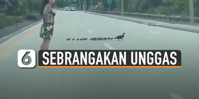 VIDEO: Aksi Mulia Wanita Bantu Kumpulan Unggas Menyeberang Jalan