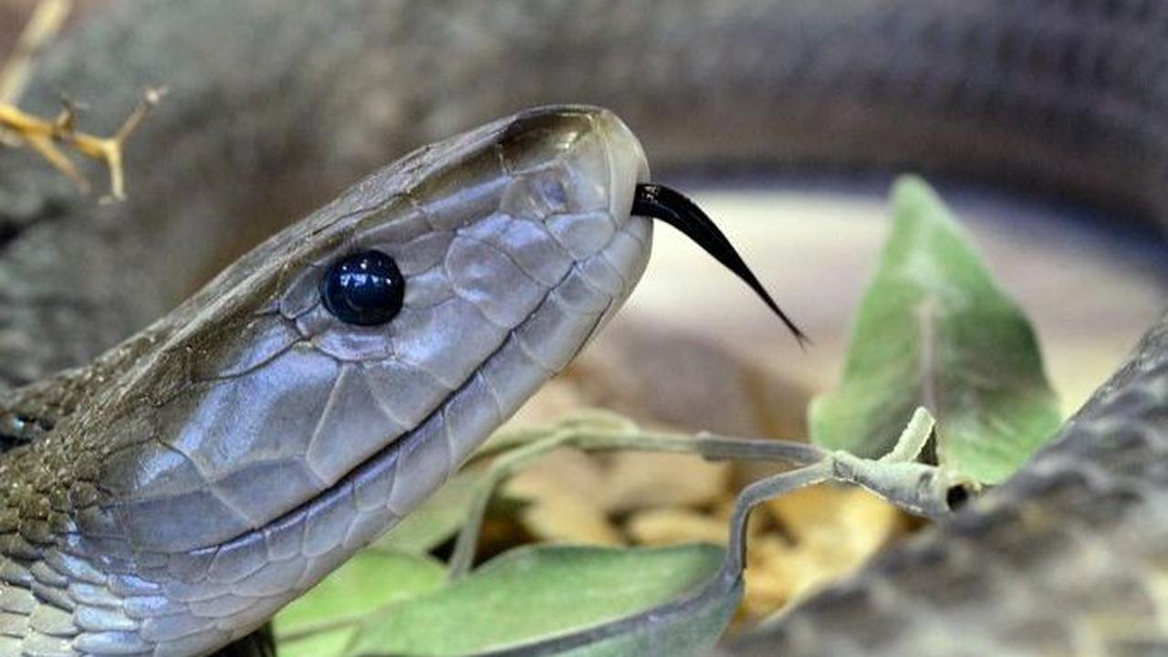 2. Mamba Hitam