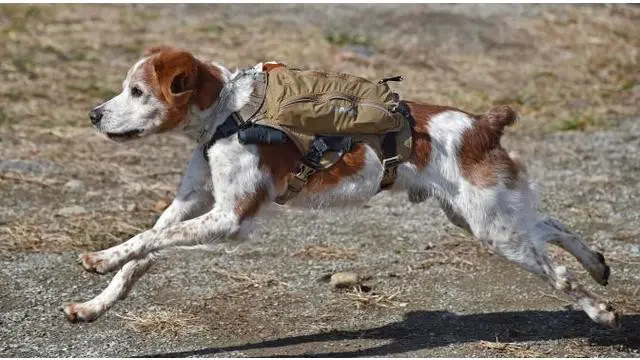 Dengan penelitian ini, diharapkan para anjing pelacak tak salah mendeteksi korban manusia dengan makhluk hidup lain.