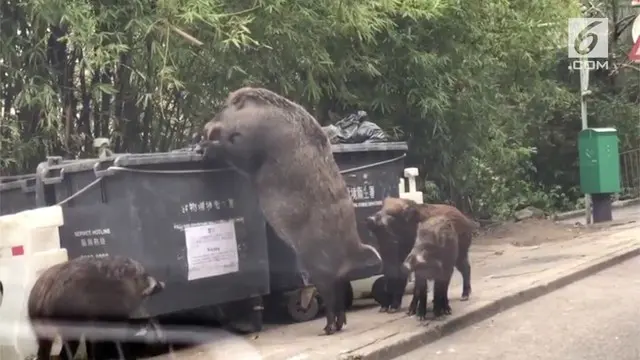 VIDEO: Viral, Babi Raksasa Cari Makan di Hong Kong