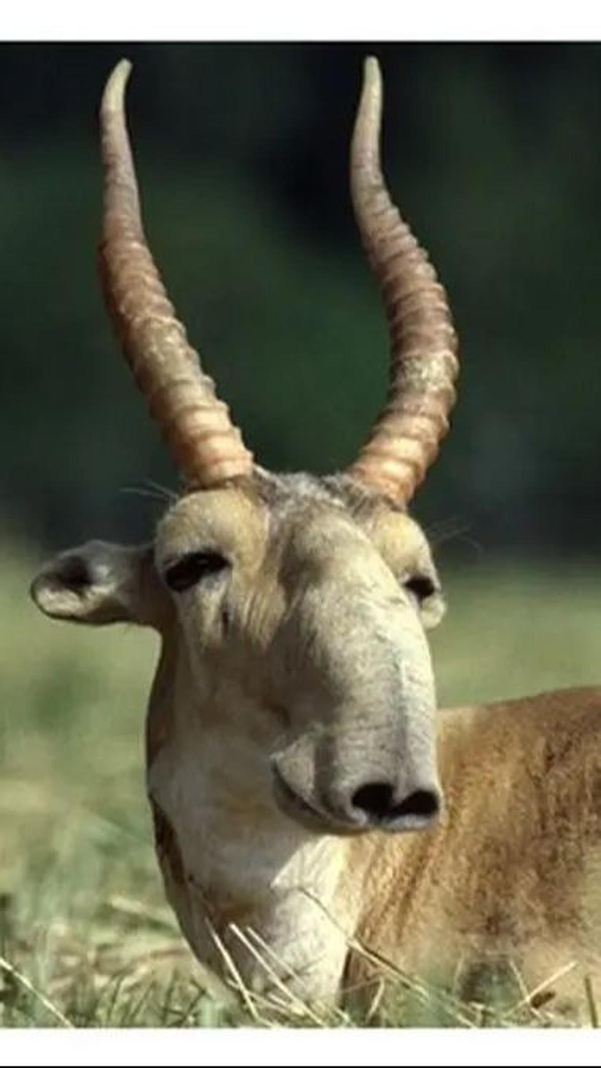 5. Saiga<br>