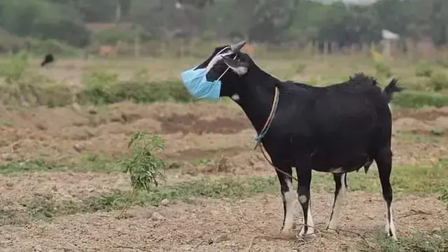 8 Momen Tingkah Absurd Kambing yang Bikin Orang Tepuk Jidat