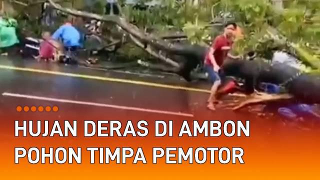 Hujan deras di Kota Ambon membuat pohon tumbang menimpa pemotor di jalan.