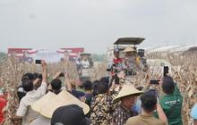 Dukung Ketahanan Pangan, Kapolda Jatim Pimpin Panen Raya Jagung Hibrida di Sidoarjo