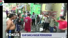 Menurut warga, daerahnya sering didatangi ular sanca, namun sudah tujuh tahun lamanya baru kali ini muncul lagi.