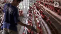 Atasi Anomali Harga Telur Ayam, Mentan Godok Aturan Baru