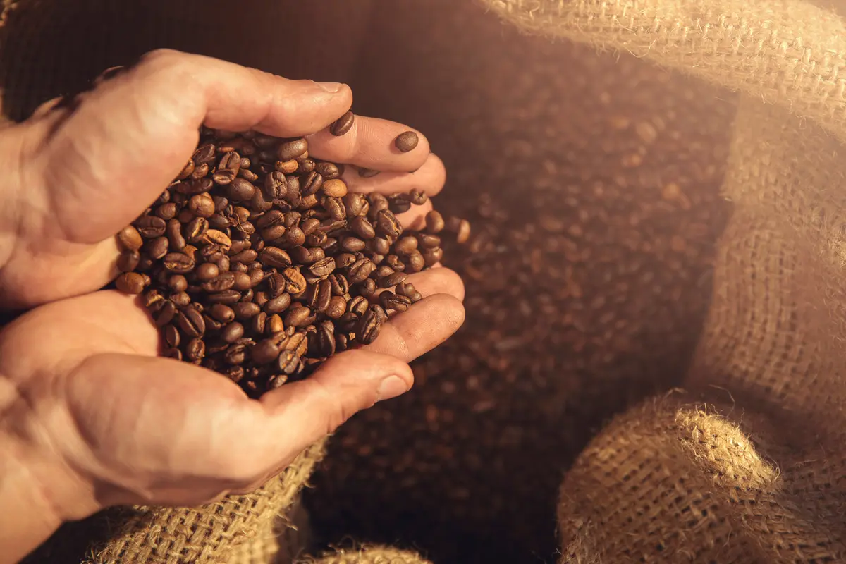 Biji Kopi