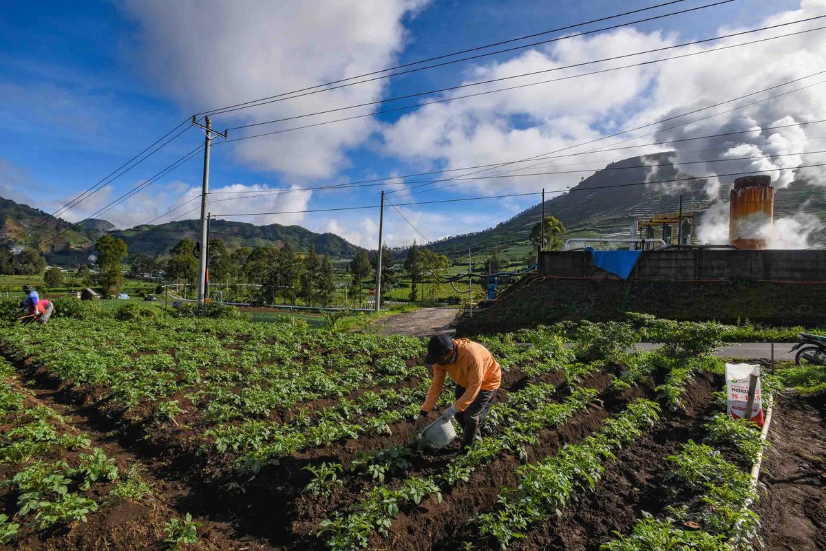 FOTO: Petani Kentang Dieng Terpinggirkan di Tengah Turunnya Harga Pupuk Subsidi