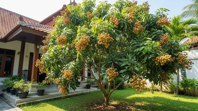 Teknik Membuat Kelengkeng Cepat Berbuah Tanpa Membiarkan Pohon Tumbuh Terlalu Tinggi