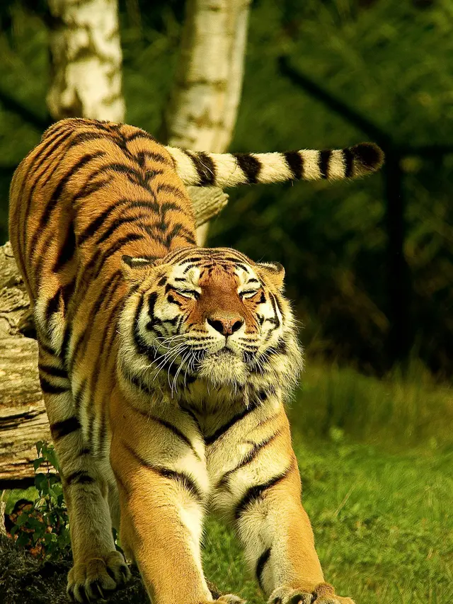 Kebun Binatang Jual Urin Harimau