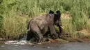 Sang gajah membanting buaya ke tanah, mendorongnya menggunakan gading dan menginjak sang buaya, Afrika Selatan, Kamis (5/2/2015). (Dailymail)