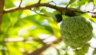 7 Cara Membuat Pohon Srikaya Jumbo Berbuah Lebat Meski Ditanam di Pot Kecil