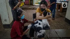 Warga memegang anjing peliharaannya saat disuntik vaksin rabies di kantor kelurahan Petukangan Selatan, Jakarta, Rabu (15/9/2021). Dinas Ketahanan Pangan dan Pertanian memberikan vaksinasi rabies bagi hewan peliharaan milik warga untuk mengantisipasi penyakit rabies. (Liputan6.com/Faizal Fanani)