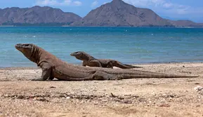 Ilustrasi komodo di Pulau Komodo. (Sumber foto: Pexels.com).