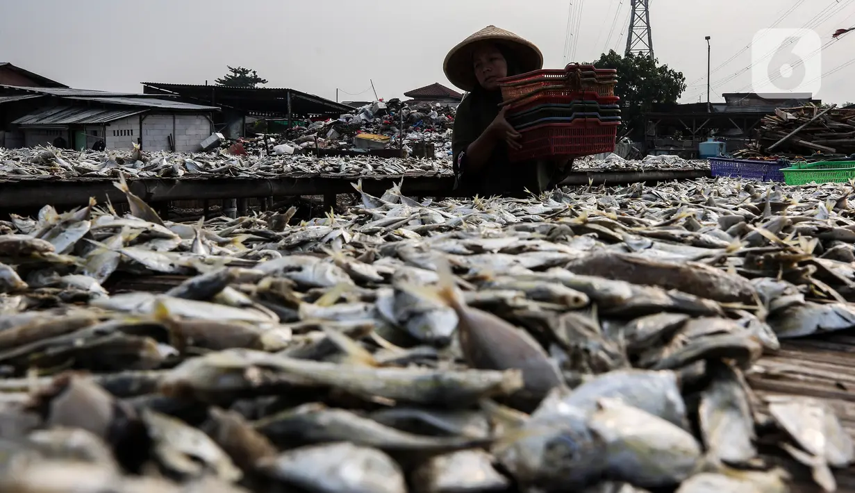 Pekerja menjemur ikan asin di kawasan Kampung Nelayan Muara Angke, Jakarta, Kamis (3/6/2021). Realisasi anggaran pemulihan ekonomi nasional (PEN) hingga 21 Mei 2021 mencapai Rp 183,98 triliun atau 26,3 persen dari total pagu anggaran sebesar Rp 699,43 triliun. (Liputan6.com/Johan Tallo)