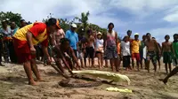 Ular Piton 2,5 Meter Bikin Geger Turis di Pantai Kuta