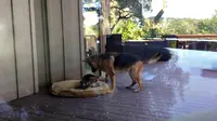 Seekor induk anjing terekam pemiliknya sedang mendidik anaknya.