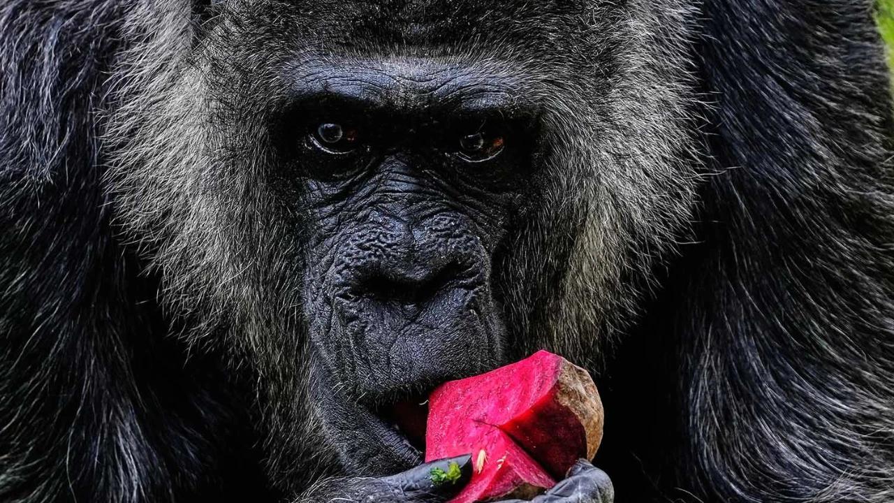 FOTO:  Momen Ulang Tahun ke 69 Fatou,  Gorila Tertua di Dunia
