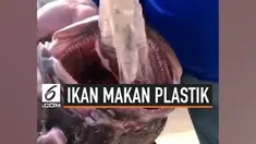 Nelayan di Bahama, Kepulauan Karibia, mendapatkan ikan dengan kondisi yang cukup mengenaskan. Di tenggorokan ikan tersebut terdapat tiga kantong plastik. Ikan berjenis Bass Groper itu ditemukan di Samudra Atlantik.